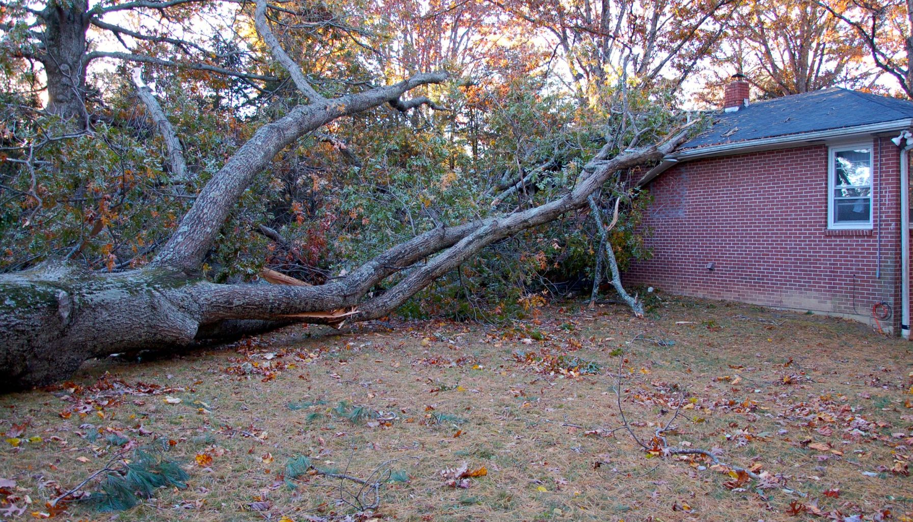 A tree that has fallen on a home that requires storm damage restoration